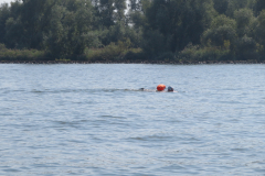 Hollandsdiep-zwemtocht-2023-00037
